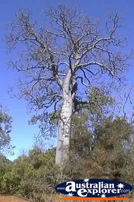 Bottle Tree Scrub . . . CLICK TO VIEW ALL TREES POSTCARDS