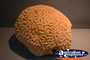 Brain Coral . . . CLICK TO ENLARGE