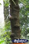 Bumpy Satin Ash . . . CLICK TO ENLARGE