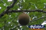 Cannonball Mangrove . . . CLICK TO ENLARGE