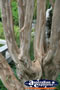 Chinese Garden Tree . . . CLICK TO ENLARGE