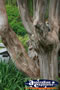 Chinese Tree . . . CLICK TO ENLARGE