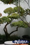 Bonsai Tree . . . CLICK TO ENLARGE