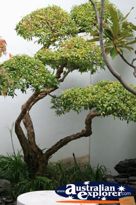 Chinese Bonsai Tree . . . CLICK TO VIEW ALL CHINESE TREE POSTCARDS