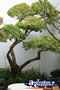 Chinese Bonsai Tree . . . CLICK TO ENLARGE