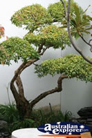 Chinese Bonsai Tree . . . CLICK TO ENLARGE