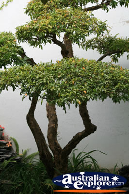 Establish Bonsai Tree . . . CLICK TO VIEW ALL CHINESE TREE POSTCARDS