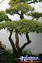 Establish Bonsai Tree . . . CLICK TO ENLARGE