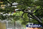 Chinese Garden Tree . . . CLICK TO ENLARGE