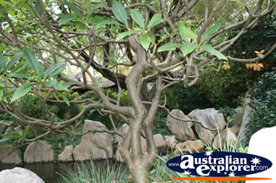 Chinese Rock Garden . . . VIEW ALL CHINESE TREE PHOTOGRAPHS