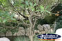 Chinese Rock Garden . . . CLICK TO ENLARGE