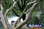 Chinese Healing Tree . . . CLICK TO ENLARGE