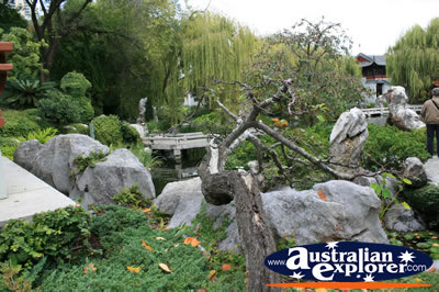 Rock Gardens . . . CLICK TO VIEW ALL CHINESE TREE POSTCARDS