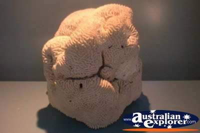 Coral on Display . . . VIEW ALL GIANT CLAMS PHOTOGRAPHS