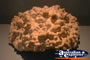 Pretty Coral . . . CLICK TO ENLARGE