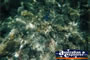 Coral In Great Barrier Reef . . . CLICK TO ENLARGE