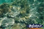 Coral Great Barrier Reef . . . CLICK TO ENLARGE