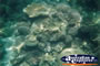 Great Barrier Reef Coral Underwater . . . CLICK TO ENLARGE