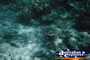 Dark Coral Great Barrier Reef . . . CLICK TO ENLARGE