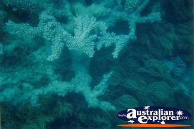 Underwater Coral Green Island . . . CLICK TO VIEW ALL CORAL (MORE THREE) POSTCARDS