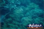 Green Island Coral . . . CLICK TO ENLARGE