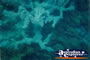 Underwater Coral Green Island . . . CLICK TO ENLARGE