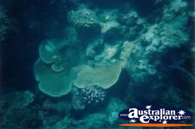 Green Island Coral Underwater . . . CLICK TO VIEW ALL CORAL (MORE THREE) POSTCARDS