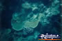 Green Island Coral Underwater . . . CLICK TO ENLARGE