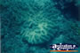 Green Island Pretty Coral . . . CLICK TO ENLARGE