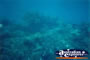Green Island Dark Coral . . . CLICK TO ENLARGE