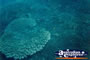 Interesting Coral Green Island . . . CLICK TO ENLARGE