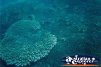 Coral, Green Island