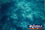 Amazing Coral Green Island . . . CLICK TO ENLARGE