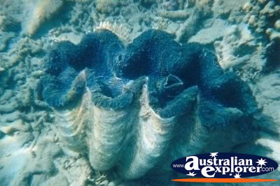 Clam Whitsundays . . . VIEW ALL GIANT CLAMS PHOTOGRAPHS