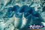 Clam Whitsundays . . . CLICK TO ENLARGE