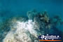 Interesting Coral Whitsundays . . . CLICK TO ENLARGE