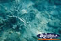 Whitsundays Coral . . . CLICK TO ENLARGE
