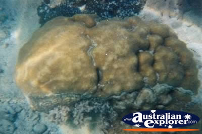 Whitsundays Interesting Coral . . . CLICK TO VIEW ALL GIANT CLAMS POSTCARDS