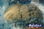 Whitsundays Interesting Coral . . . CLICK TO ENLARGE
