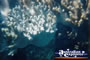 Pretty Coral Whitsundays . . . CLICK TO ENLARGE