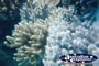Whitsundays Pretty Coral . . . CLICK TO ENLARGE