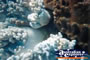 Beautiful Coral Whitsundays . . . CLICK TO ENLARGE
