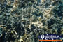Coral Whitsundays . . . CLICK TO ENLARGE