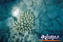 Whitsundays Underwater . . . CLICK TO ENLARGE