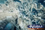 Whitsundays Coral Underwater . . . CLICK TO ENLARGE
