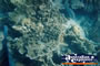 Whitsundays Underwater Coral . . . CLICK TO ENLARGE