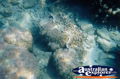 Whitsundays Underwater Life . . . CLICK TO VIEW ALL CORAL (MORE) POSTCARDS