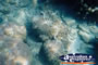 Whitsundays Underwater Life . . . CLICK TO ENLARGE