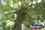 Dead Dog Tree . . . CLICK TO ENLARGE