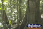 Eungella National Park Sky Window Trail . . . CLICK TO ENLARGE